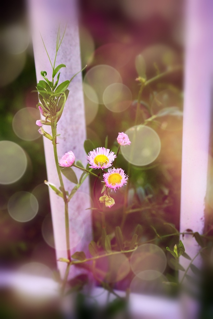 Spring unfolds around us in our quaranti