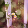 Spring unfolds around us in our quaranti
