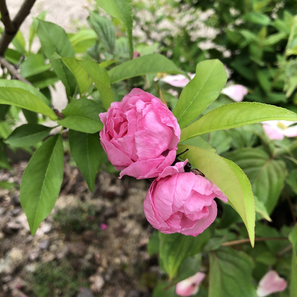 応援花