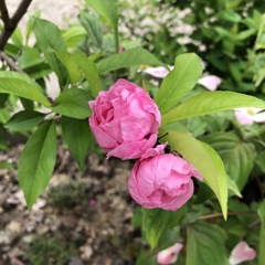 応援花