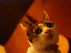 かわいいです