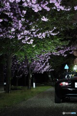 牡丹夜桜