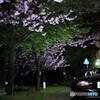 牡丹夜桜
