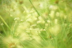 明