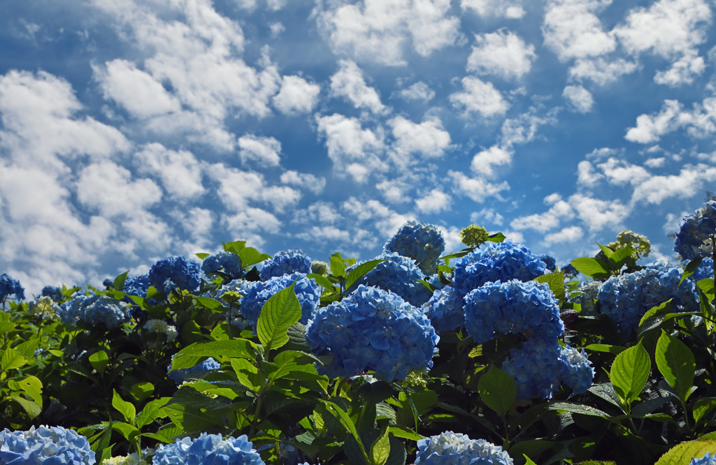 紫陽花(BLUE)