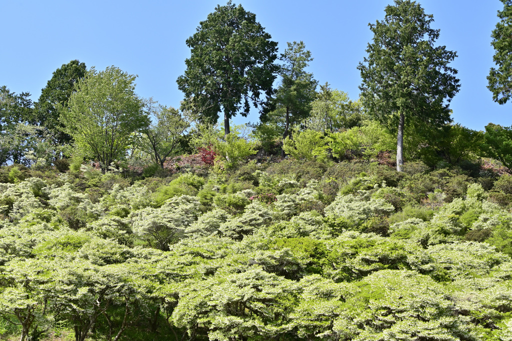 だるま観音（大龍寺）ドウダンツツジ