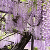 樹齢三百年「竹鼻別院のフジ」