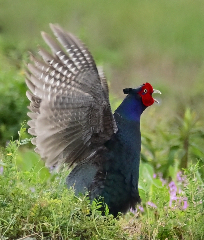 キジも鳴かずば撮られまいに