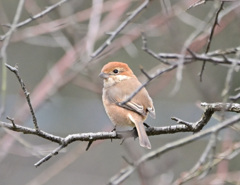 野鳥　何という鳥でしょうか