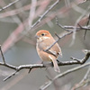 野鳥　何という鳥でしょうか