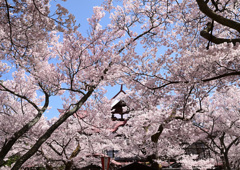 高遠　天下一の桜