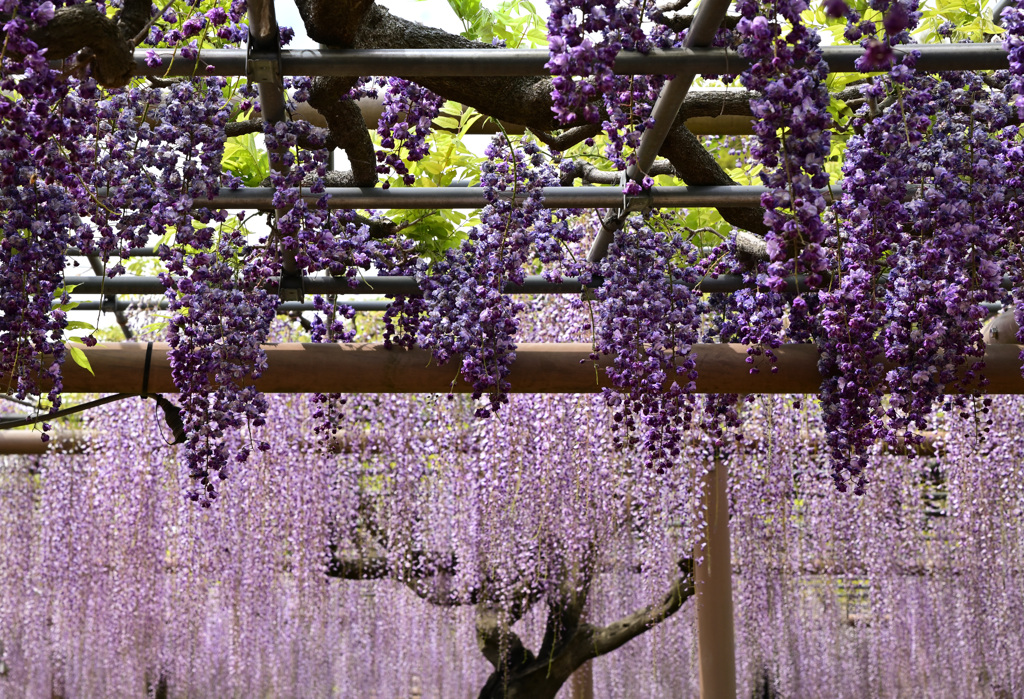 曼陀羅寺公園　降り注ぐ藤