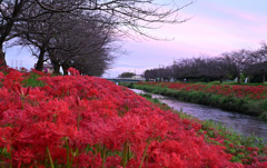 夕暮れの曼殊沙華