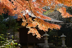 湖東三山　金剛輪寺紅葉