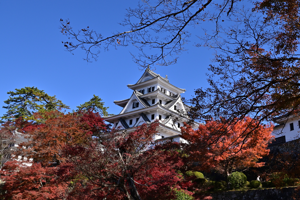 郡上八幡城紅葉