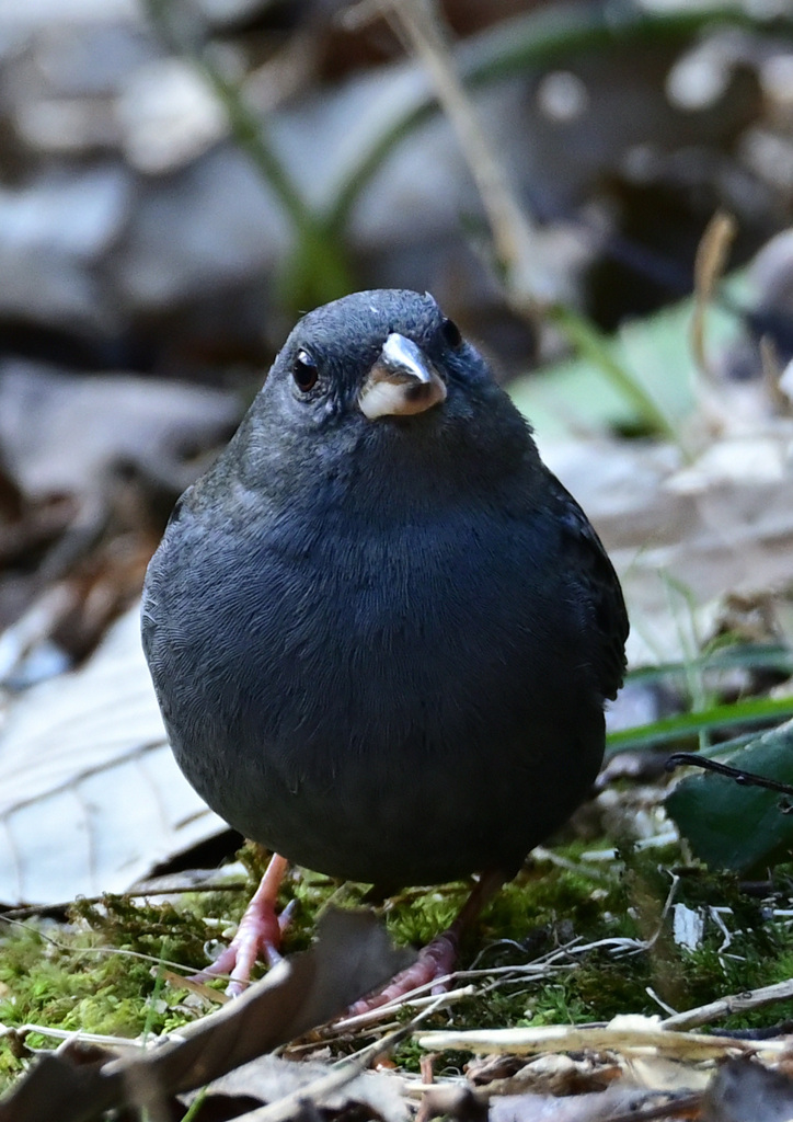 食べ過ぎかな　真っ黒クロジ