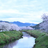 桜　板谷川