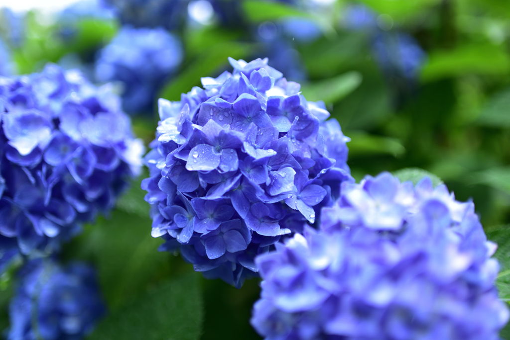「山寺」紫陽花の寺
