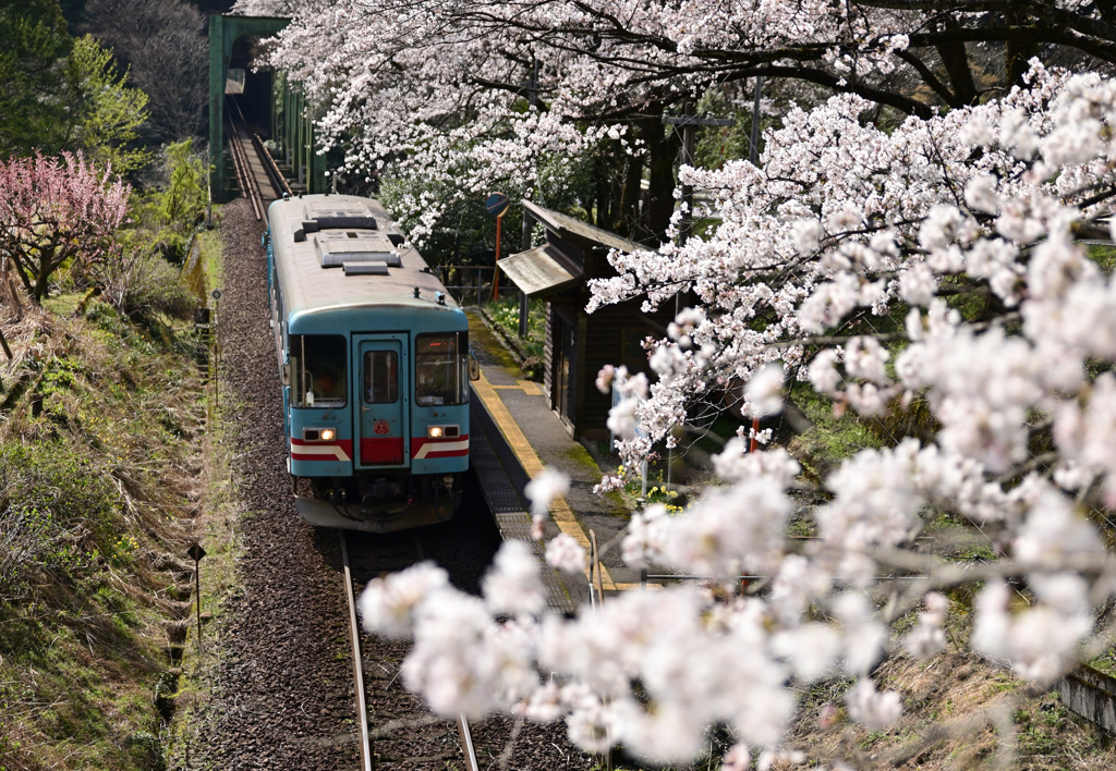 桜　樽見鉄道　「日当駅」