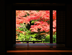 湖東三山　金剛輪寺紅葉