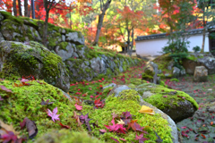 湖東三山　金剛輪寺紅葉