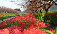 深紅彼岸花