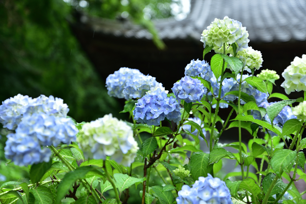 「山寺」紫陽花の寺
