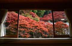 大龍寺　ドウダンツツジ