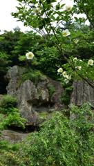 沙羅双樹と那谷寺