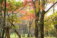 せせらぎ街道　紅葉