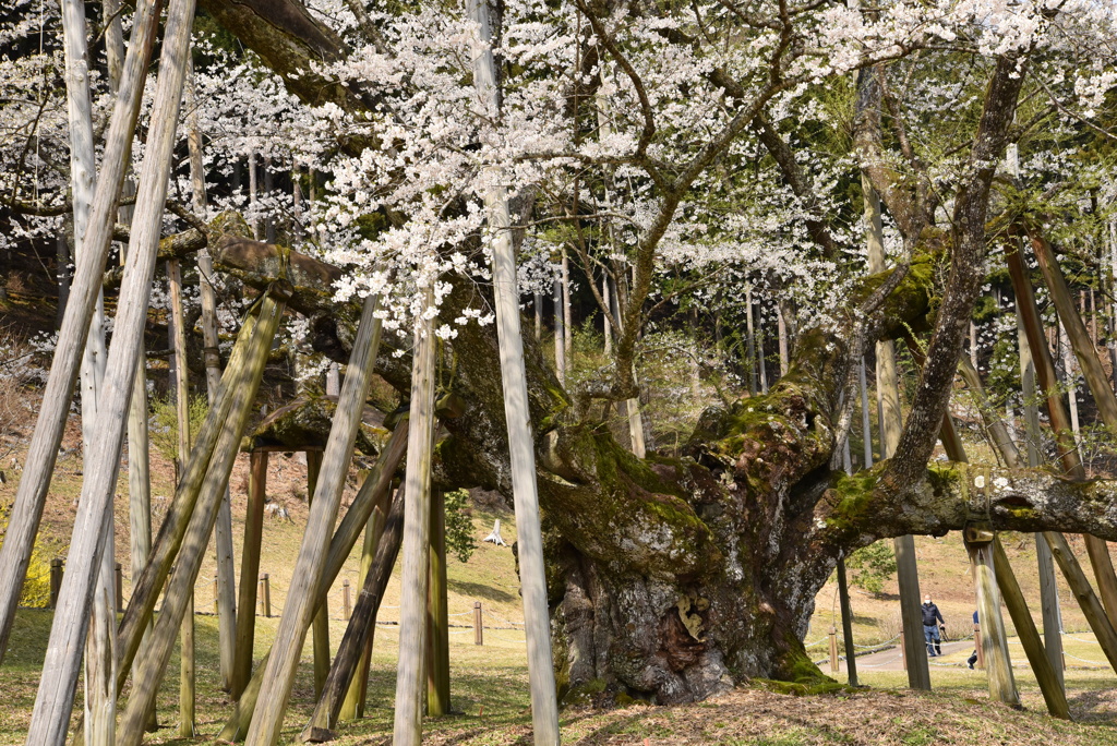 淡墨桜