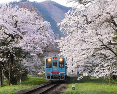 桜のトンネル　樽見鉄道