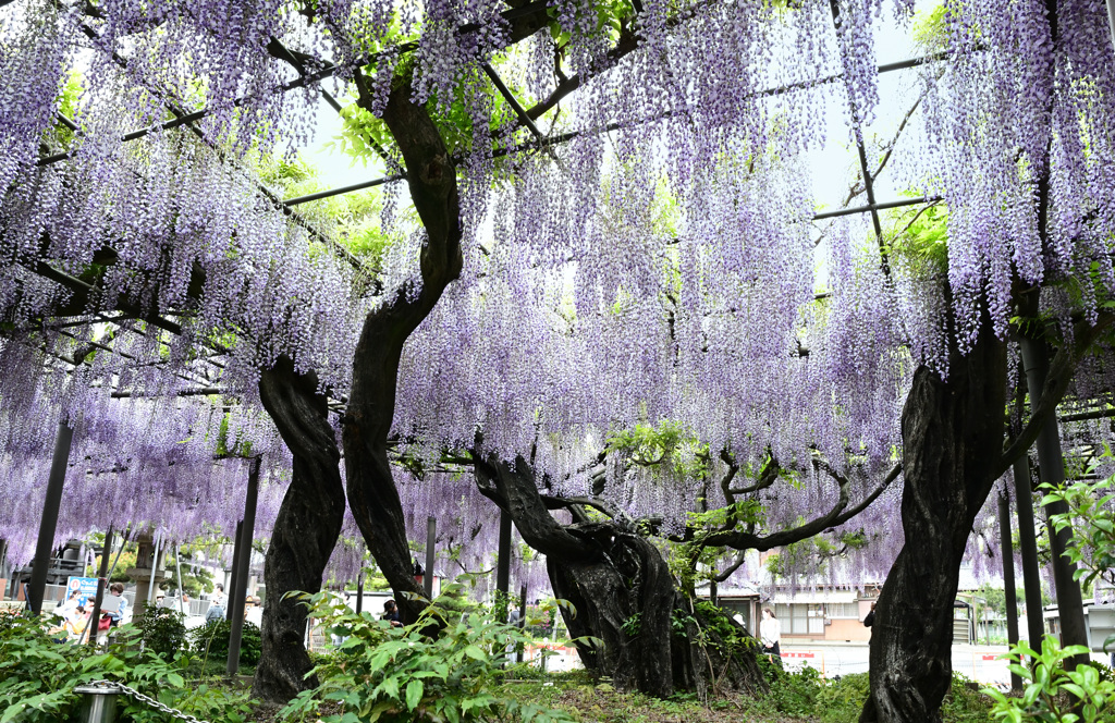 樹齢三百年「竹鼻別院の藤」