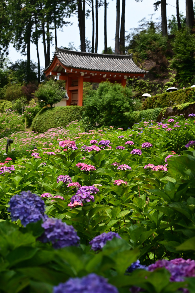 紫陽花　三室戸寺