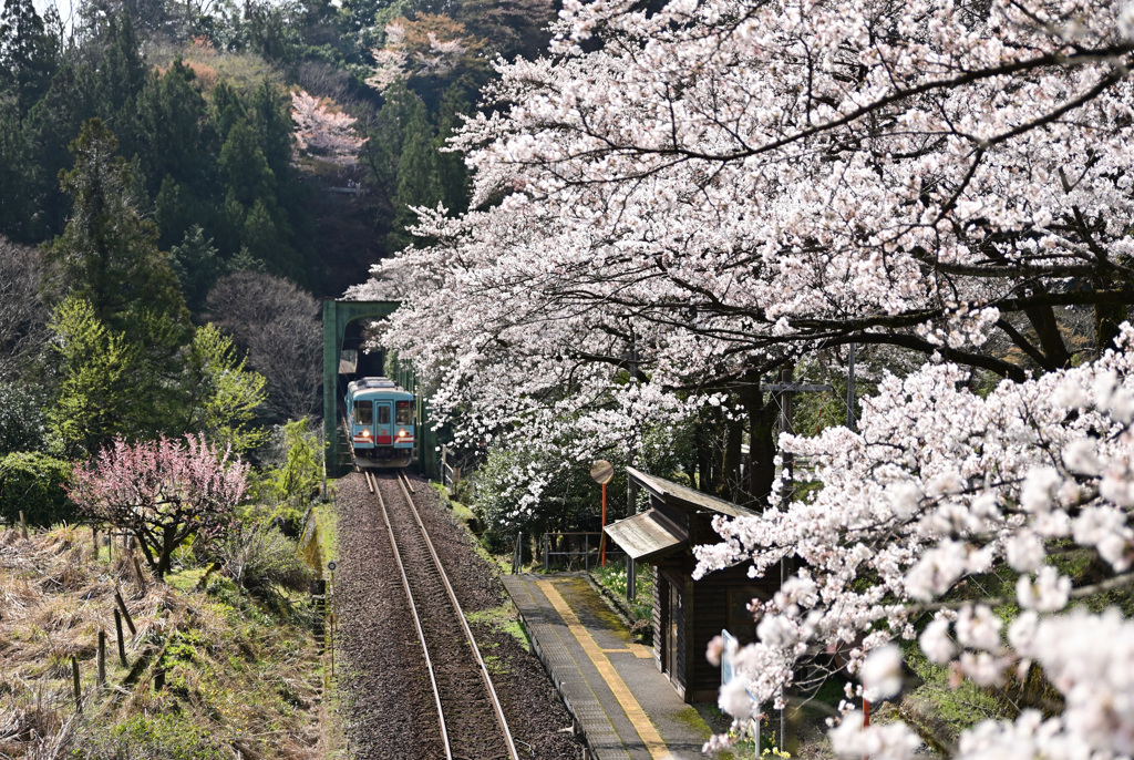 桜　樽見鉄道　日当駅