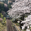 桜　樽見鉄道　日当駅