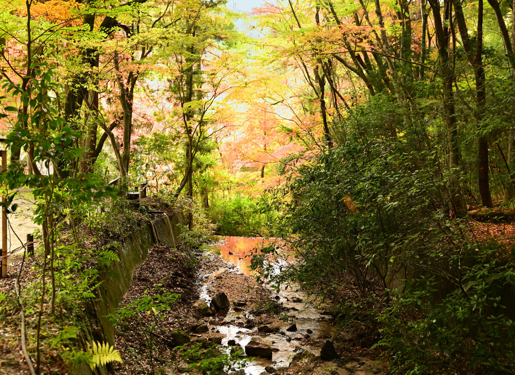 岩屋堂公園