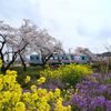 樽見鉄道沿線の桜