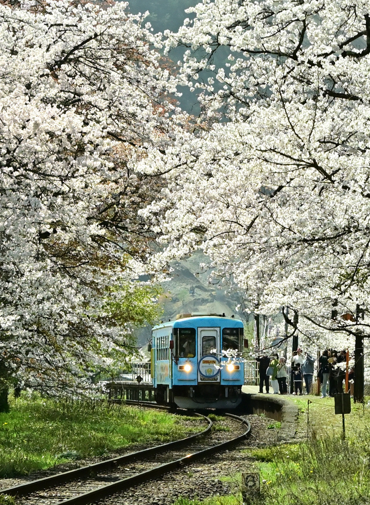 樽見鉄道　桜