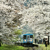 樽見鉄道　桜