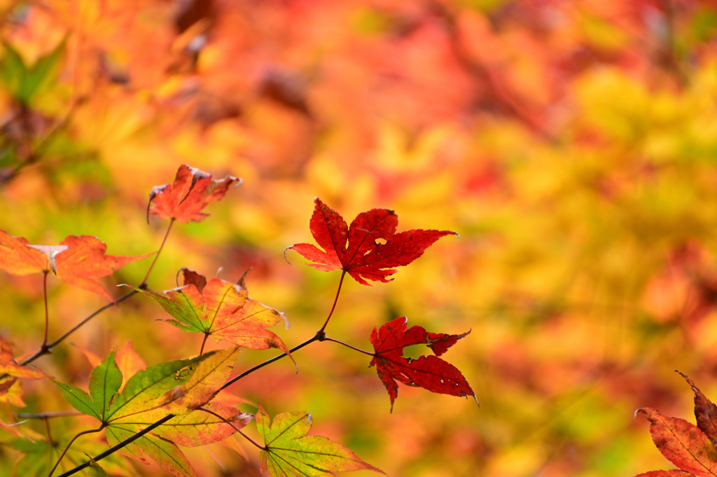 岩屋堂公園　紅葉