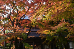 永源寺　紅葉