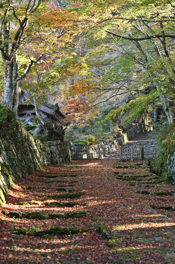 湖東三山　百済寺紅葉