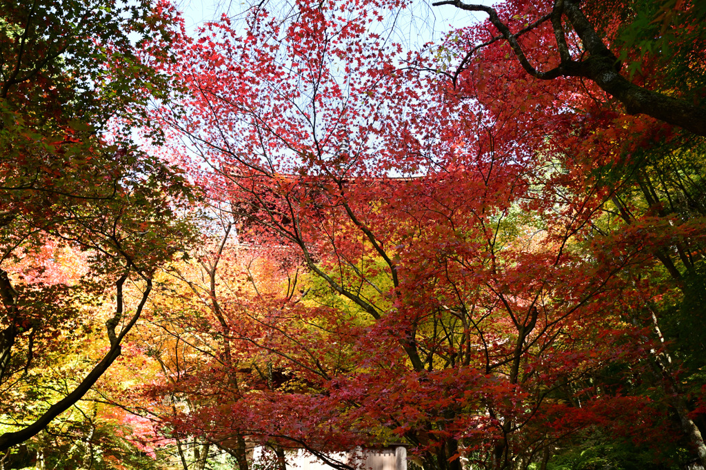 金剛輪寺　三重の塔