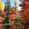 曾木公園　紅葉