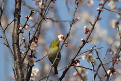 梅とメジロ　これ旨い。
