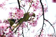 一番人が集まる桜の木に現れたインコ