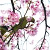一番人が集まる桜の木に現れたインコ