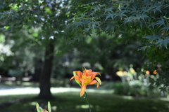 ひっそり咲く公園の花