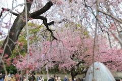 桜に集まる人々